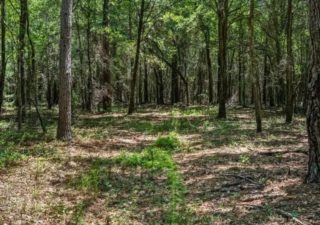 Photo 5 of Sale Pending at Tbd 53 Acres Springtown Rd, Bamberg, SC 29003 | MLS# 2616392 | Listing updated on 2026-07-23