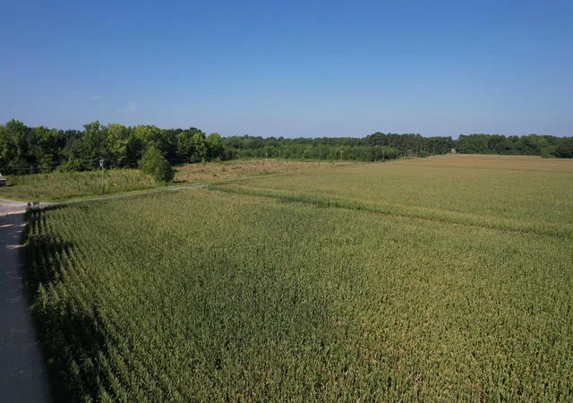 16th image of 2436 Acres   Newman Swamp Rd, Lamar, SC 29069 | MLS# 2617128
