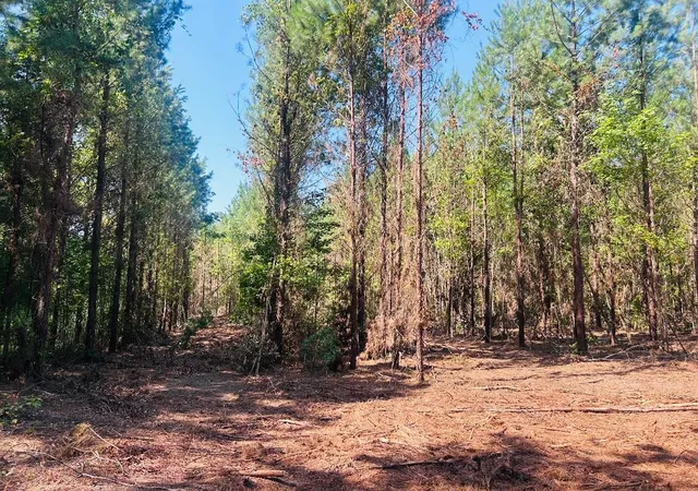 Homes for sale in Kingstree, SC | 1858 Acres - Turkey Ln, Kingstree, SC 29556 | MLS# 2617157