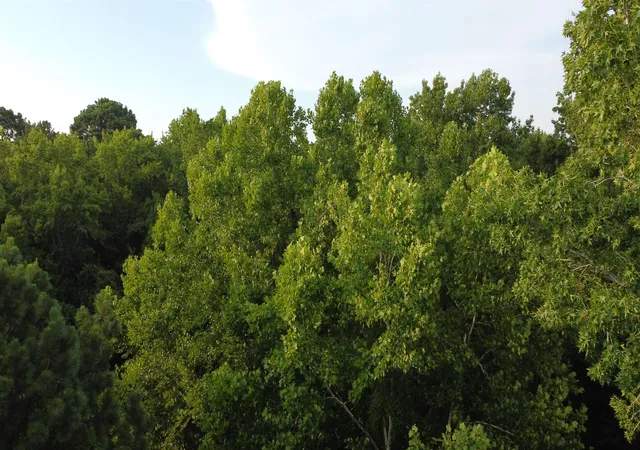 5th image of 0 S Country Club Rd, Lake City, SC 29560 | MLS# 2617284