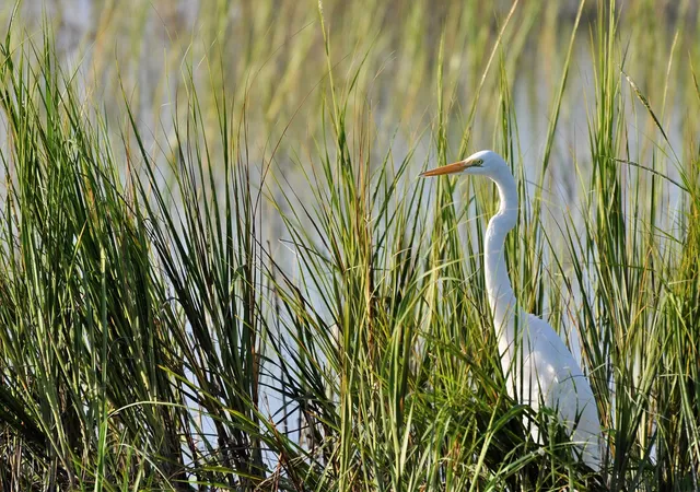 2nd image of 4665 Fringetree Dr, Murrells Inlet, SC 29576