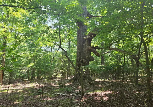 Photo 4 of Land for sale at 6142 Highway 252, Donalds, SC 29638 | MLS# 2617580 | Listing updated on 2026-08-04