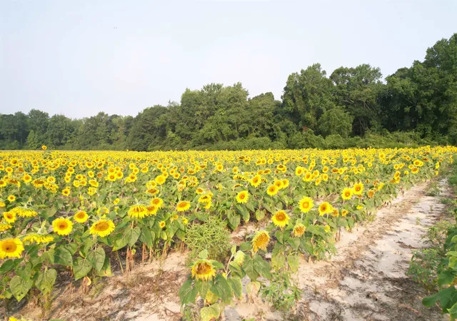 1st image of 1774 Acres   S Deerfield Rd, Johnsonville, SC 29555 | MLS# 2618769