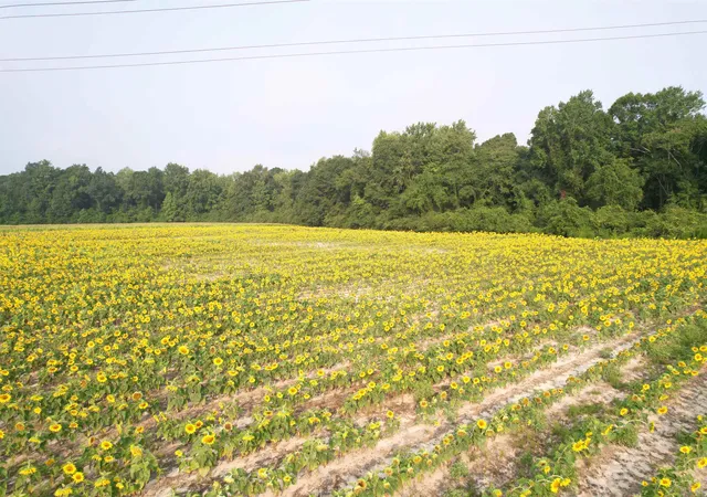 4th image of 1774 Acres - S Deerfield Rd, Johnsonville, SC 29555 | MLS# 2618769