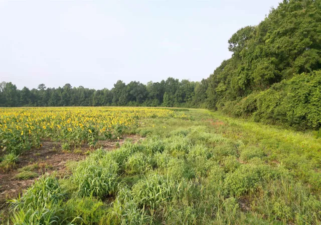 5th image of 1774 Acres - S Deerfield Rd, Johnsonville, SC 29555 | MLS# 2618769