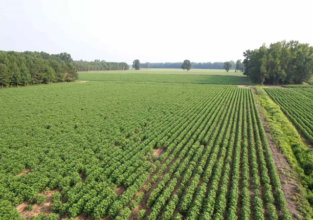 1st image of 8130 Acres   Blackberry Rd, Johnsonville, SC 29555 | MLS# 2619432
