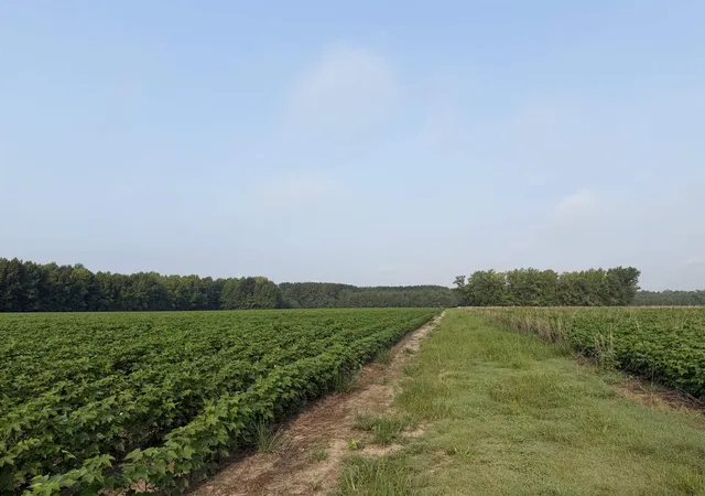 21st image of 8130 Acres   Blackberry Rd, Johnsonville, SC 29555 | MLS# 2619432