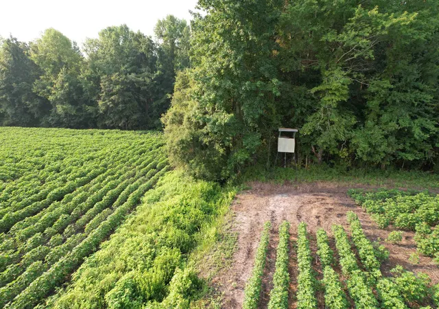 2nd image of 8130 Acres   Blackberry Rd, Johnsonville, SC 29555 | MLS# 2619432