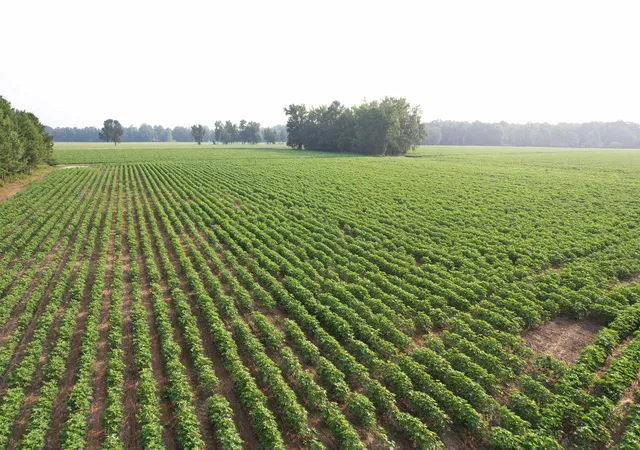 Photo 3 of Land for sale at 8130 Acres   Blackberry Rd, Johnsonville, SC 29555 | MLS# 2619432 | Listing updated on 2026-08-06