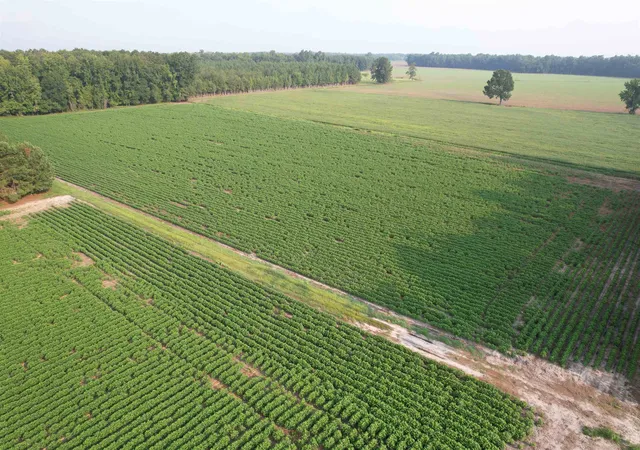 Photo 3 of Land for sale at 8130 Acres - Blackberry Rd, Johnsonville, SC 29555 | MLS# 2619432 | Listing updated on 2026-08-06