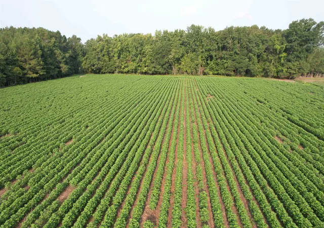 Photo 4 of Land for sale at 8130 Acres - Blackberry Rd, Johnsonville, SC 29555 | MLS# 2619432 | Listing updated on 2026-08-06