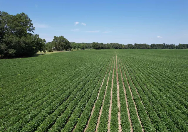Photo 2 of Land for sale at Lot 5   Buck Strong Rd, Kingstree, SC 29556 | MLS# 2620048 | Listing updated on 2026-08-13