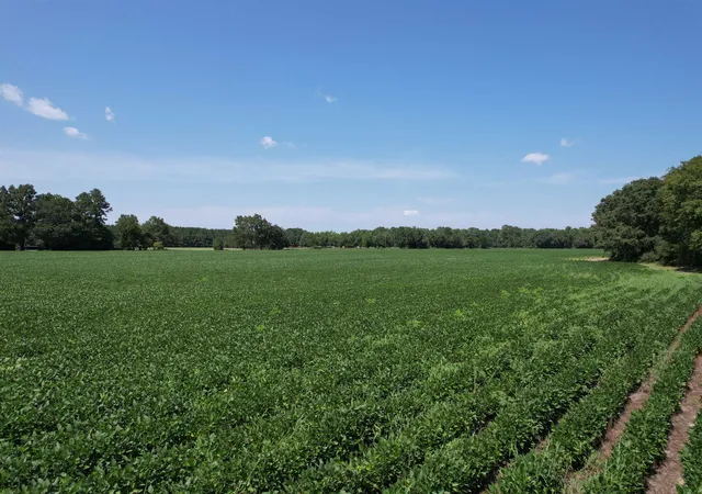 Photo 4 of Land for sale at Lot 5 - Buck Strong Rd, Kingstree, SC 29556 | MLS# 2620048 | Listing updated on 2026-08-13