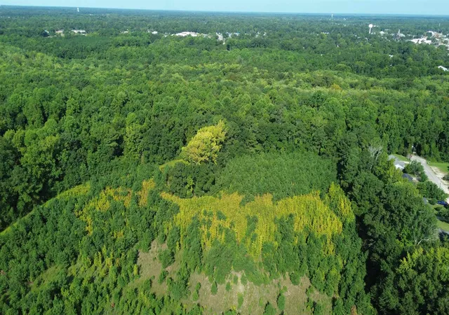 Photo 6 of Land for sale at 1292 Bloomville Rd, Manning, SC 29102 | MLS# 2620429 | Listing updated on 2026-08-18