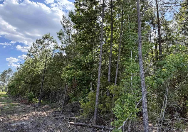 Photo 4 of Land for sale at 8862 Ware Dr, Nichols, SC 29581 | MLS# 2620688 | Listing updated on 2026-08-21