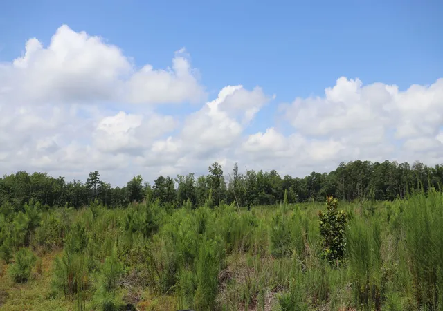 Photo 4 of Land for sale at Horton Rollins Rd, Kershaw, SC 29067 | MLS# 2621339 | Listing updated on 2026-08-28
