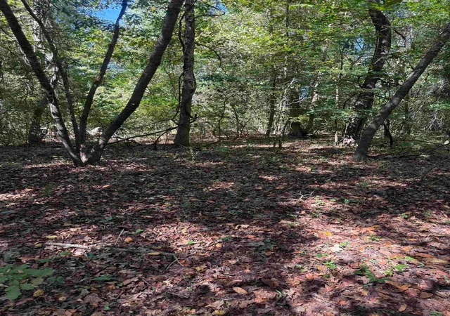 Land for sale at Tbd Tyler Rd, Marion, SC 29571 | MLS# 2624594