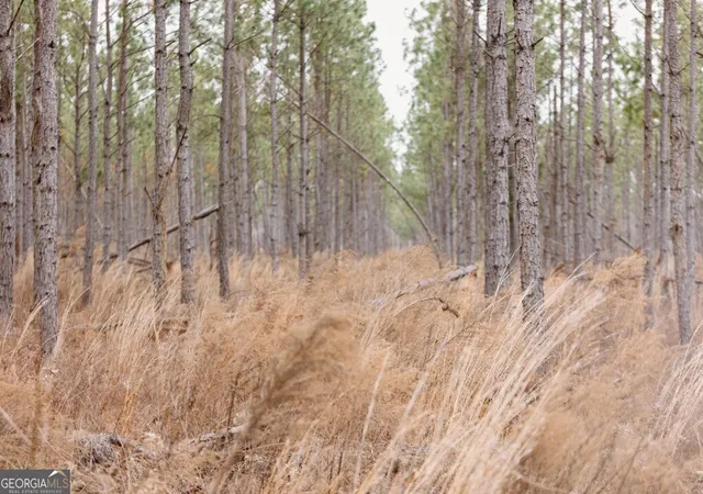 3rd image of 0 Bunn Store Rd #TRACT 2, Midville, GA 30441 | MLS# 10809317
