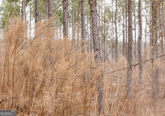4th image of 0 Bunn Store Rd #TRACT 2, Midville, GA 30441 | MLS# 10809317