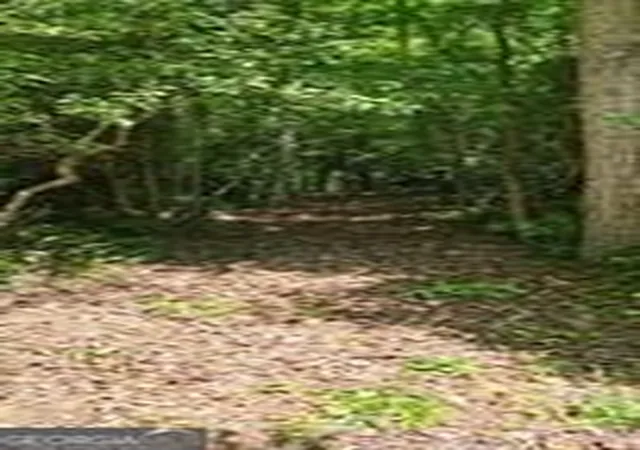 Photo 4 of Land for sale at 5 Goldmine Rd, Morganton, GA 30560 | MLS# 10832437 | Listing updated on 2026-09-08