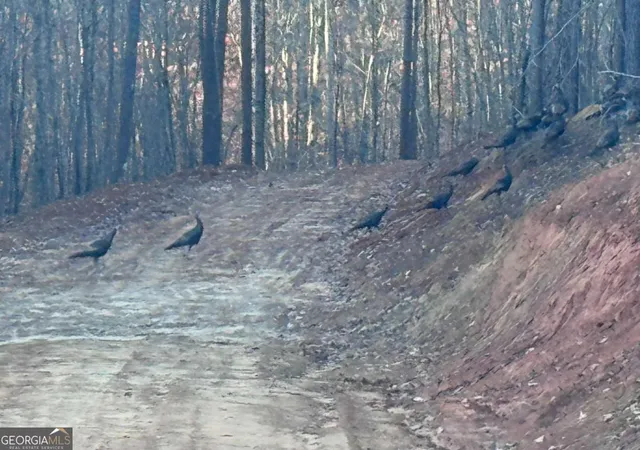 Photo 3 of Land for sale at 0 Lone Bear Path, Dallas, GA 30132 | MLS# 10810038 | Listing updated on 2026-09-27