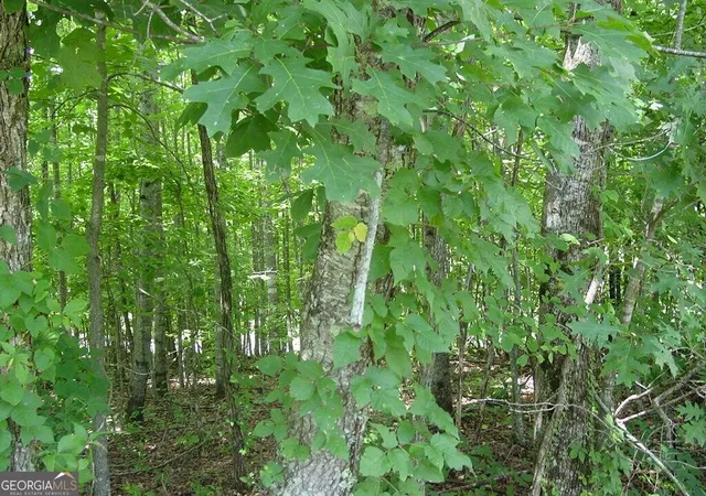 Photo 3 of Land for sale at #13 Dan Knob, Hayesville, NC 28904 | MLS# 10831915 | Listing updated on 2026-09-07