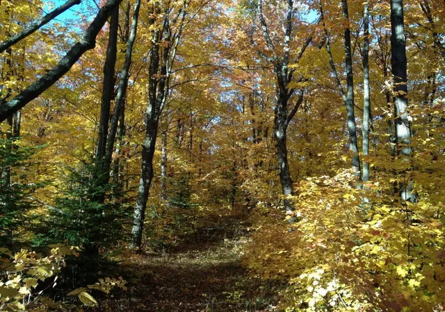Photo 3 of Land for sale at 446 Stewart Lake Rd, Two Harbors, MN 55616 | MLS# 6616268 | Listing updated on 2026-06-15
