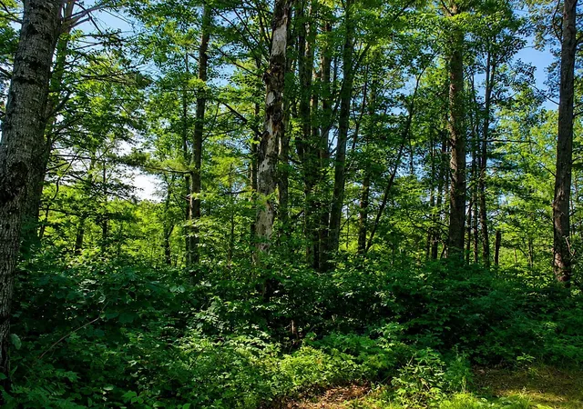 Homes for sale in Couderay, WI | Lot 2 State Road 27/70, Couderay, WI 54828 | MLS# 6716093
