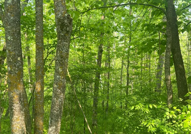 4th image of Tbd Dettbarn Rd, Nisswa, MN 56468 | MLS# 6730406