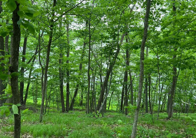 2nd image of 5585 Woods Bay Dr Ne, Outing, MN 56662 | MLS# 6739638