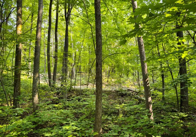 Photo 3 of Land for sale at Lot 2 Turtle Lake Dr Nw, Walker, MN 56484 | MLS# 6747048 | Listing updated on 2026-08-14
