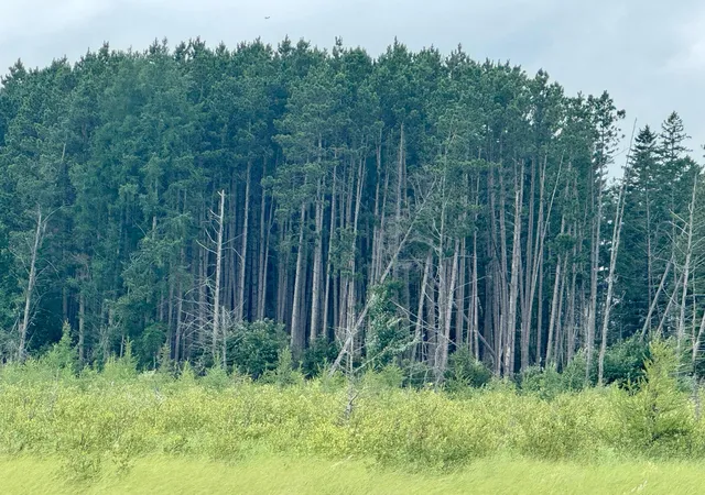 3rd image of Tbd 20Th St Sw 20 St Sw, Pine River, MN 56474 | MLS# 6757775
