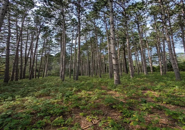 Photo 4 of Land for sale at 21493 Joplin St NW, Elk River, MN 55330 | MLS# 6770478 | Listing updated on 2026-08-14