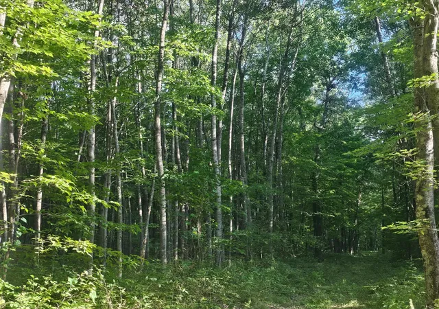 Photo 4 of Land for sale at Lot 3 Ken Can Ln, Webster, WI 54893 | MLS# 6779914 | Listing updated on 2026-08-27