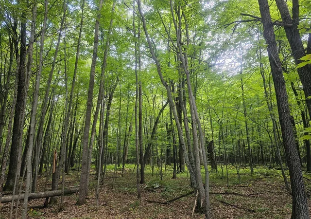 Photo 3 of Land for sale at Lot 6 Ken Can Ln, Webster, WI 54893 | MLS# 6785373 | Listing updated on 2026-08-27