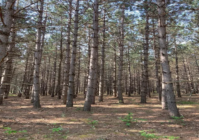5th image of Lot 7 Fawn Lake Rd, Crosslake, MN 56472 | MLS# 6795684