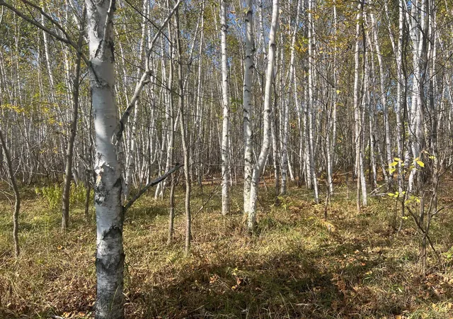Homes for sale in Hinckley, MN | 00000 County Hwy 61, Hinckley, MN 55037 | MLS# 6797802