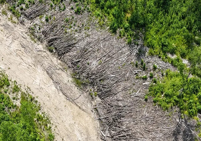 Photo 3 of Land for sale at 17 E County Rd, Mizpah, MN 56660 | MLS# 6826228 | Listing updated on 2026-09-01