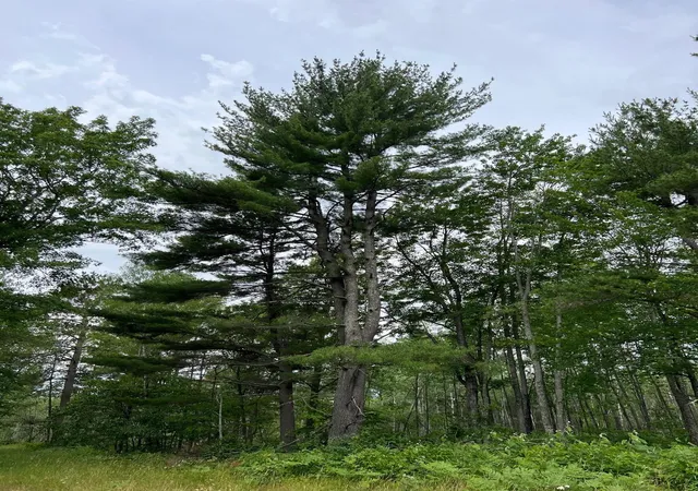 Photo 3 of Land for sale at W37xx Frog Crk Rd, Minong, WI 54859 | MLS# 7005849 | Listing updated on 2026-04-14