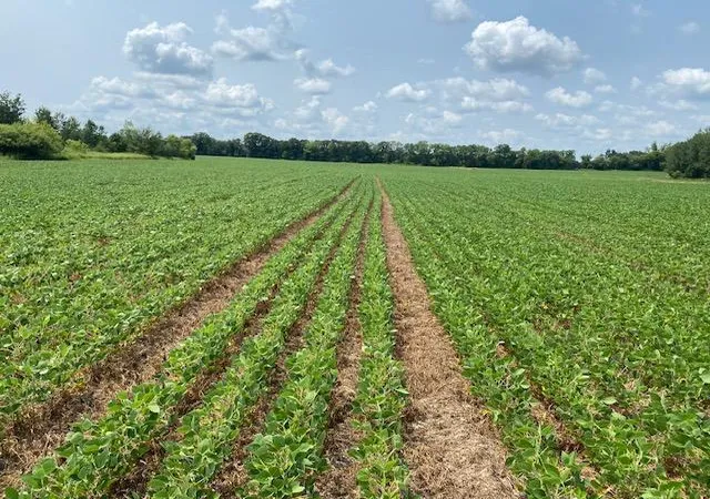 Photo 4 of Land for sale at Tbd 160th Street, Foreston, MN 56330 | MLS# 7007331 | Listing updated on 2026-08-20