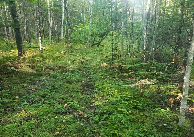 Photo 3 of Land for sale at Tbd Gamma Rd, Kabetogama, MN 56669 | MLS# 7015526 | Listing updated on 2026-08-10