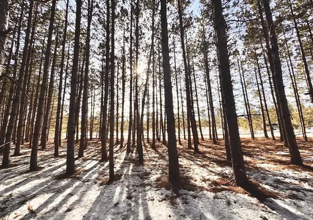 5th image of Tbd Pine Cone Rd, Menahga, MN 56464 | MLS# 7022939