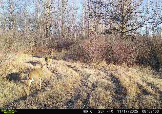 24th image of Tbd Coneflower Dr Sw, Pine River, MN 56474 | MLS# 7034593