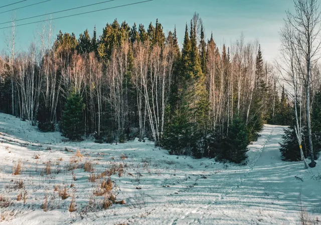 Photo 2 of Land for sale at Tbd Parcel 17 Hwy 115, Tower, MN 55790 | MLS# 7036003 | Listing updated on 2026-07-15