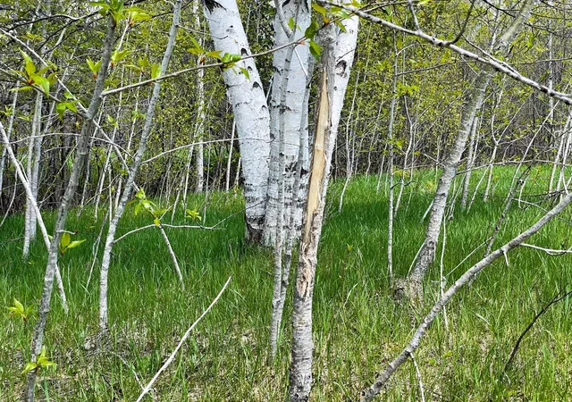Photo 3 of Land for sale at Tbd 15th Street Nw, Bemidji, MN 56601 | MLS# 7040581 | Listing updated on 2026-05-27