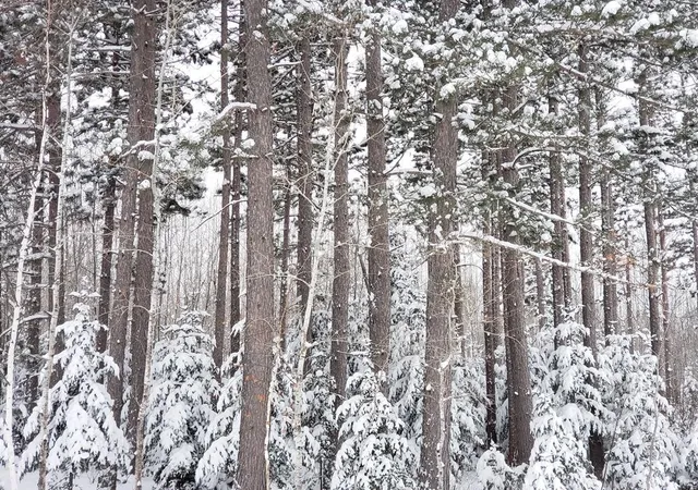 72nd image of 232 Scenic Estates Dr, Bigfork, MN 56628 | MLS# 7040990