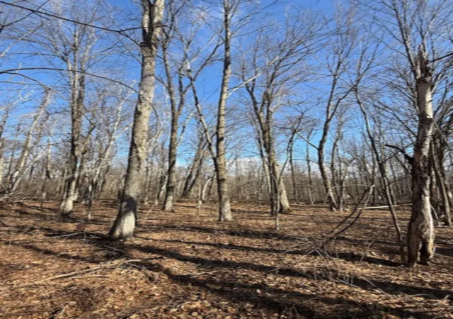 5th image of Tbd Woodchuck Trail, Cushing, MN 56443 | MLS# 7047199