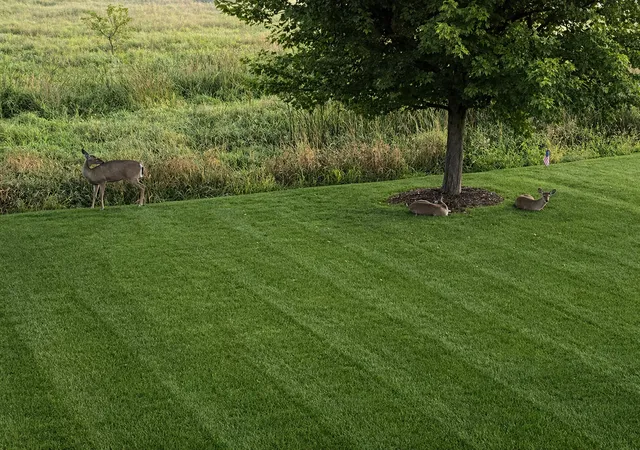 55th image of 17197 Hollyhock Ct, Lakeville, MN 55044 | MLS# 7053575