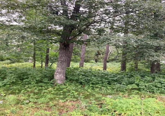 1st image of Lot 39 & 40 Owl Cir, Pequot Lakes, MN 56472 | MLS# 7054851