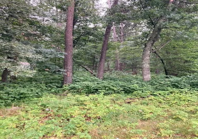 2nd image of Lot 39 & 40 Owl Cir, Pequot Lakes, MN 56472 | MLS# 7054851